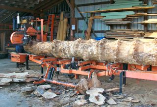 Austrian pine trunk on saw mill