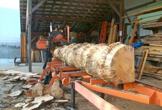 Austrian pine trunk on saw mill, end grain