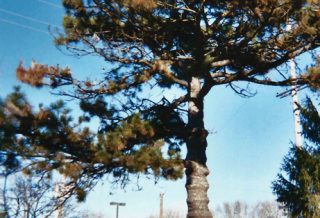 Lincoln Tree Austrian pine