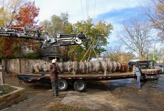 Lincoln tree trunk ready for milling