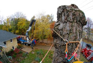 Removing 170-year old Lincoln tree